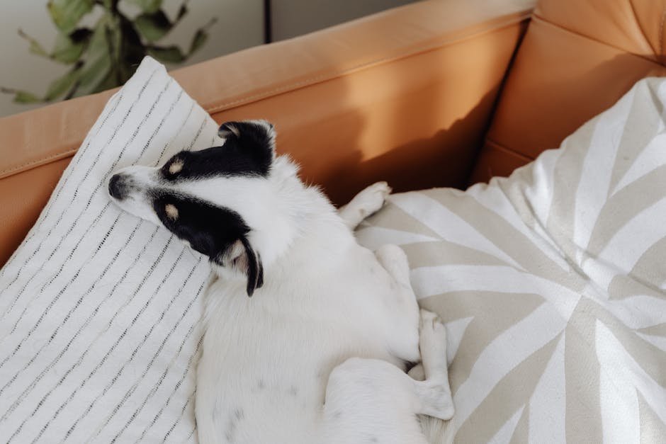 A small black and white dog comfortably resting on a sofa with patterned cushions indoors.