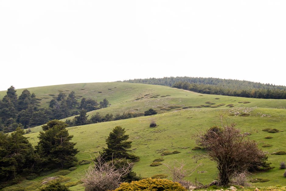 Scenic view of lush green hills surrounded by dense pine forests under an overcast sky.