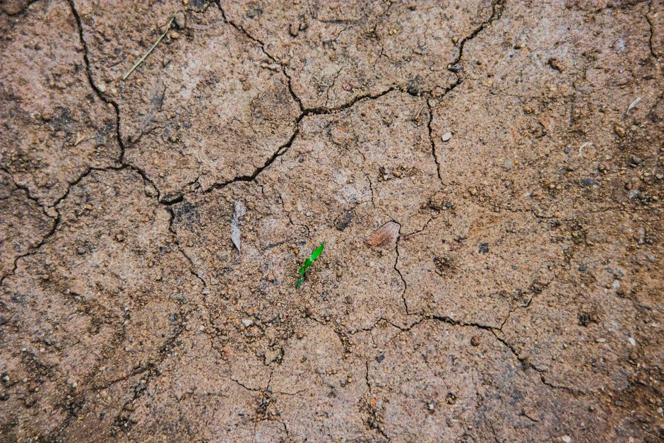 Top view of dry brown land with small plant leaves among wavy cracks in daytime
