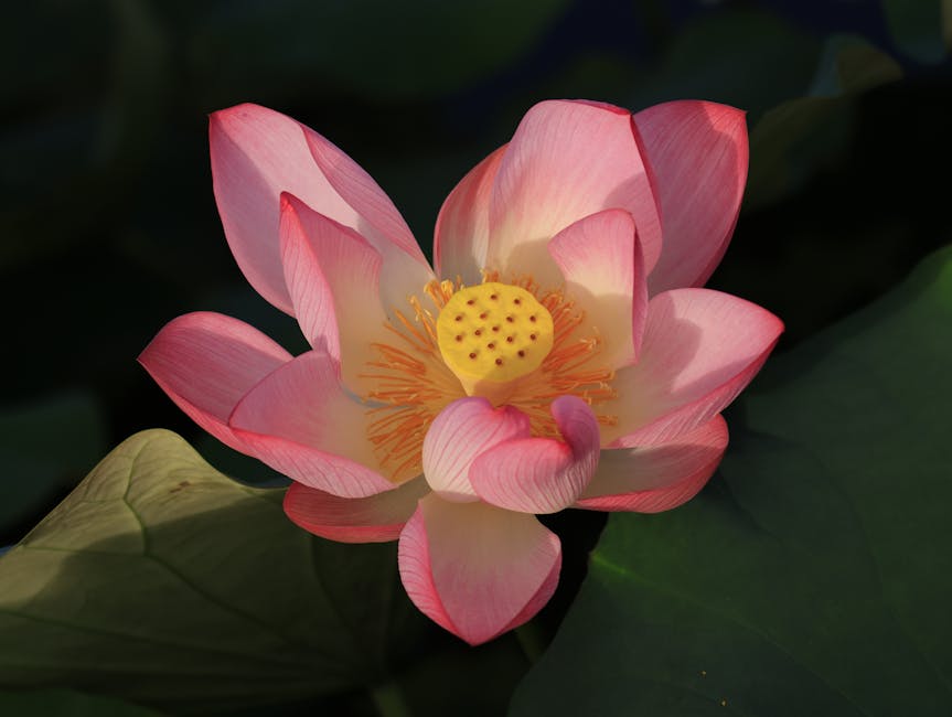 Detailed view of a pink lotus flower with lush green leaves in natural light.