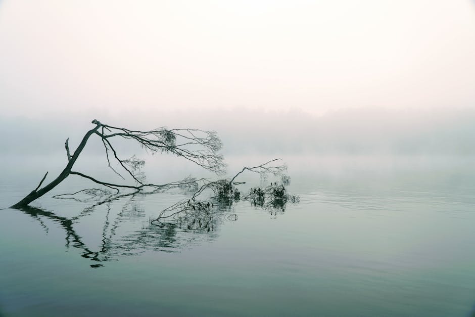 A serene, foggy landscape in Sydney featuring a bare tree reflected in calm waters.