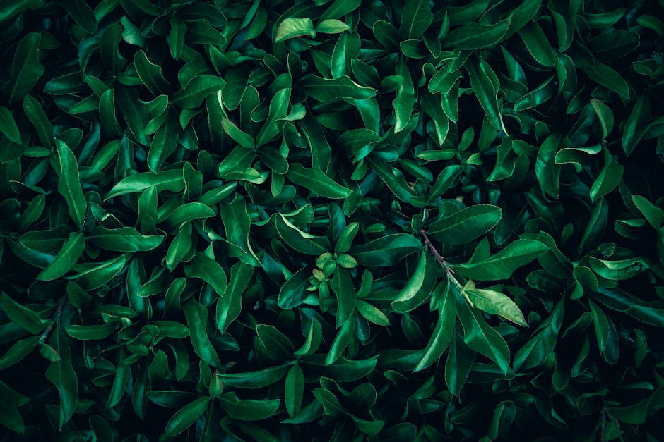 Close-up view of vibrant green leaves, showcasing nature's abundance and vitality.