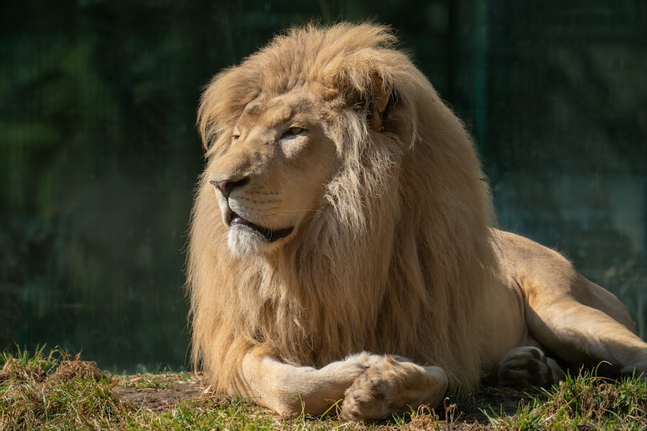 A majestic male lion with a full mane basking in the sun, exuding strength and serenity.