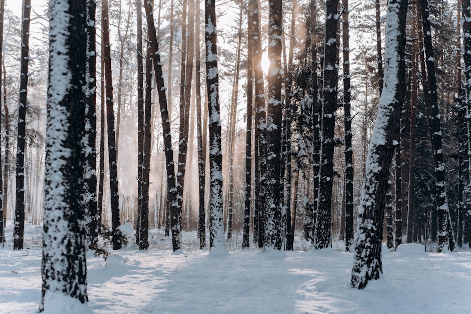 A tranquil snowy forest in Minsk, Belarus with sunlight filtering through the trees. Perfect winter scenery.