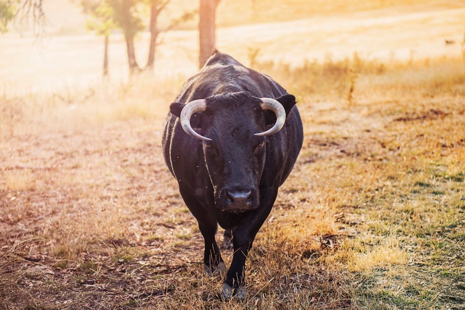 A powerful black bull stands in a sunlit rural field, showcasing its horns and sturdy form.