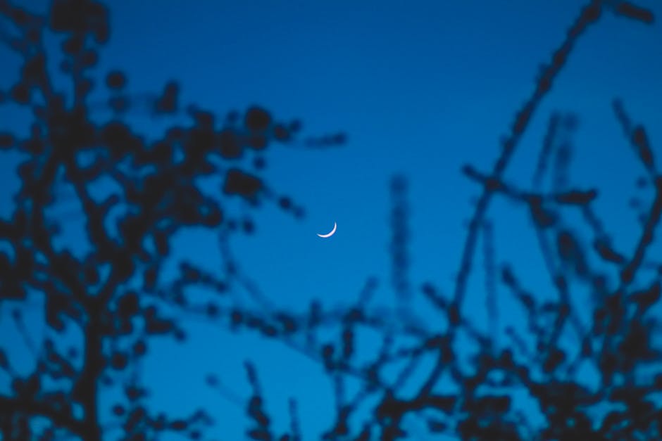 A serene crescent moon in a deep blue evening sky framed by silhouetted tree branches.
