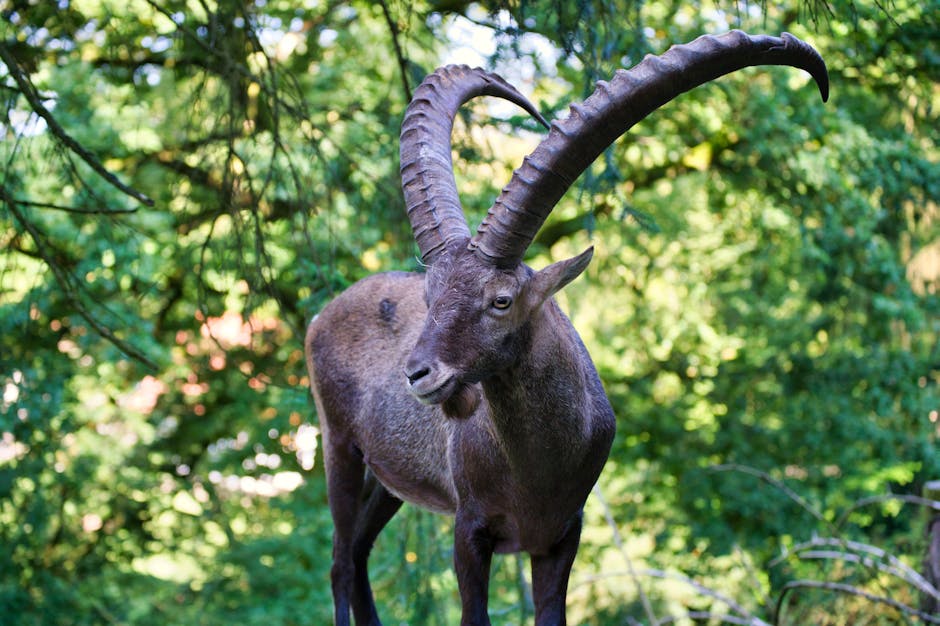 Close-up of an Alpine Ibex standing in a lush green forest in summer.
