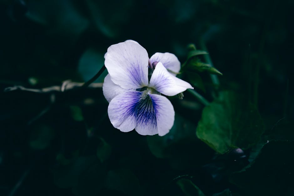 Elegant purple and white flower in bloom with a dark, moody background.