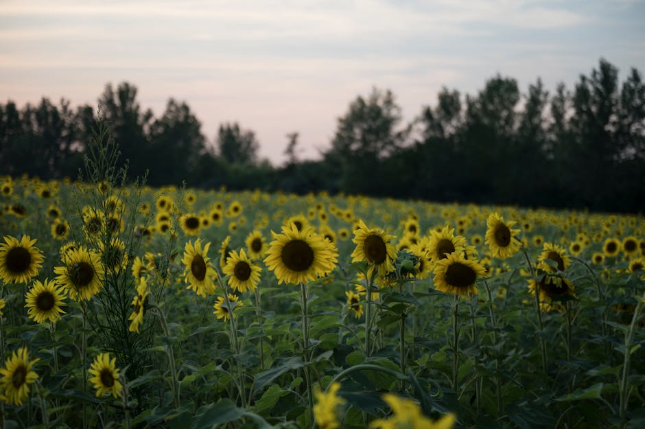 Vibrant sunflower field basking in the warm glow of sunset with a tranquil forest backdrop.