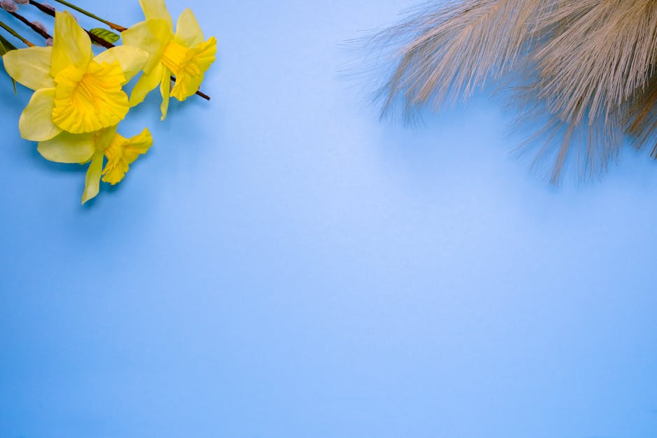 Close-up of yellow daffodils on blue background with copy space for spring themes.