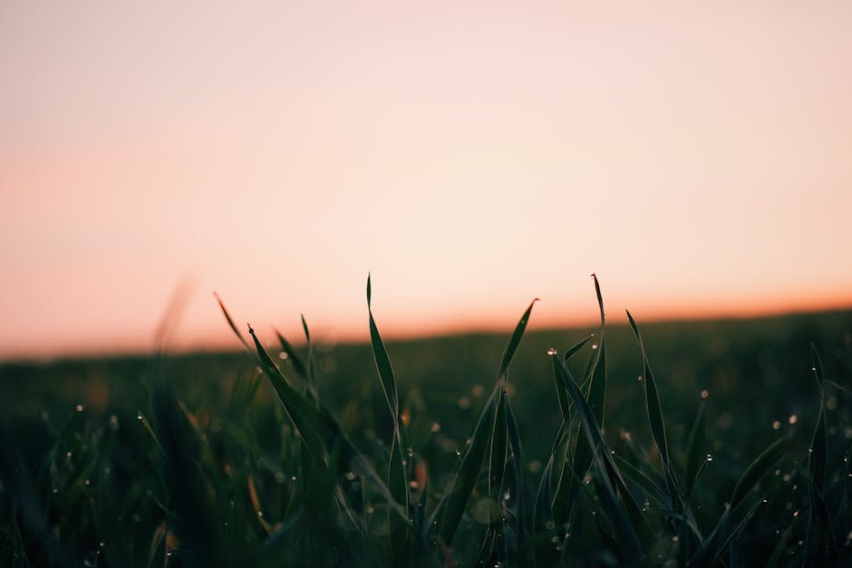 Close-up of dew-covered grass in Adıyaman, Turkey during sunrise, evoking tranquility.