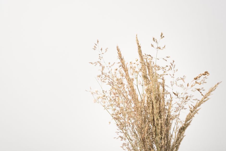 Dry golden plant bouquet with long thin fragile stems on white backdrop in daylight