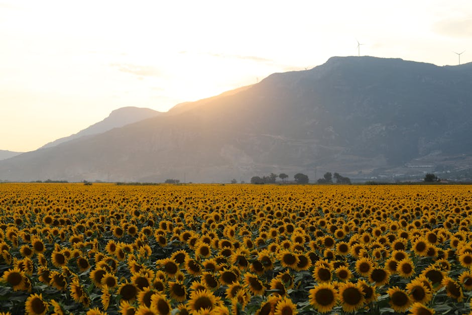 Beautiful sunflower field at sunrise with mountains in the background, capturing a serene summer landscape.