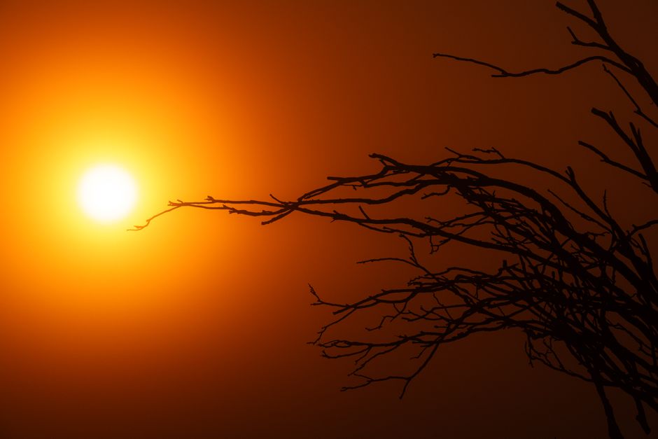Silhouette of a tree against a golden sunset sky, creating a dramatic and warm scene.