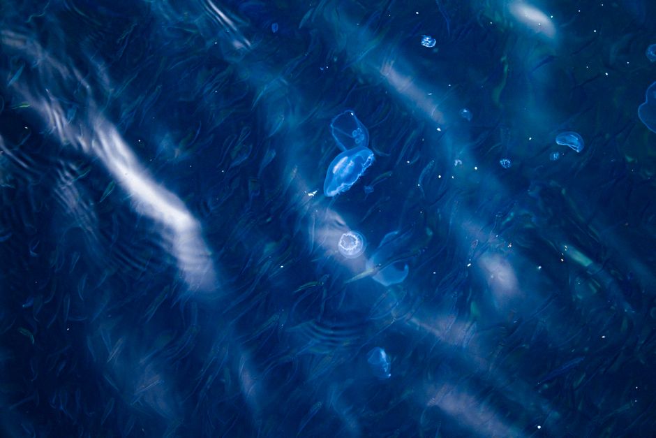 A captivating view of jellyfish floating in deep blue water, showcasing a serene underwater scene.