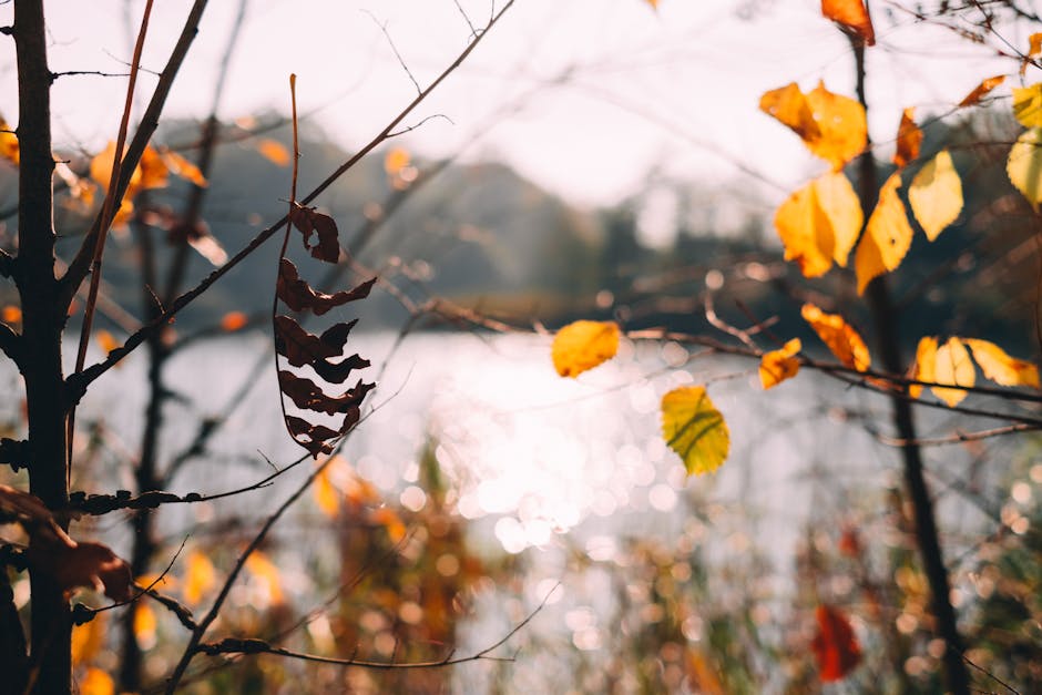 Bright autumn leaves with a blurry background of sunlight reflecting on water.
