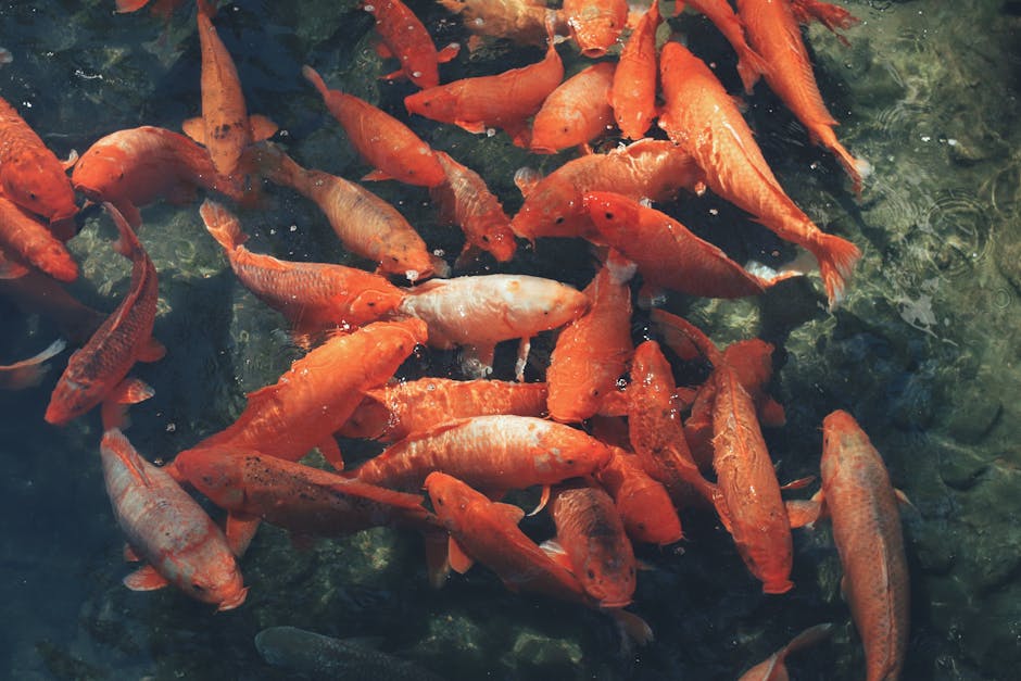 A group of vibrant orange koi fish swimming gracefully in a clear pond.