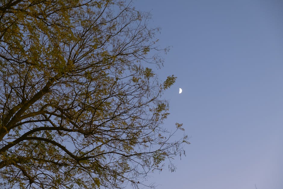 A serene evening scene depicting a half moon above a silhouetted tree.