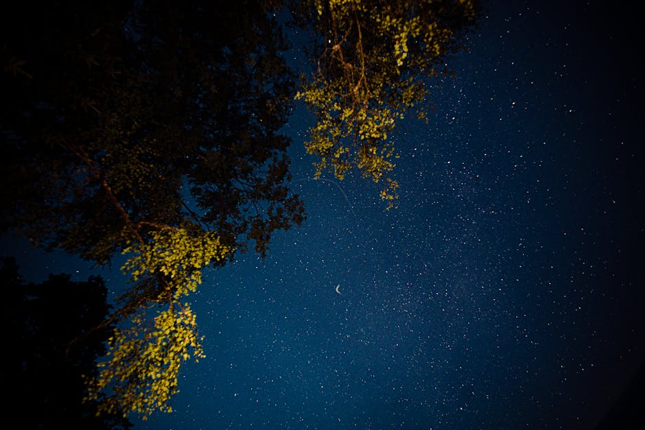 A starry night sky with crescent moon framed by silhouetted tree branches.