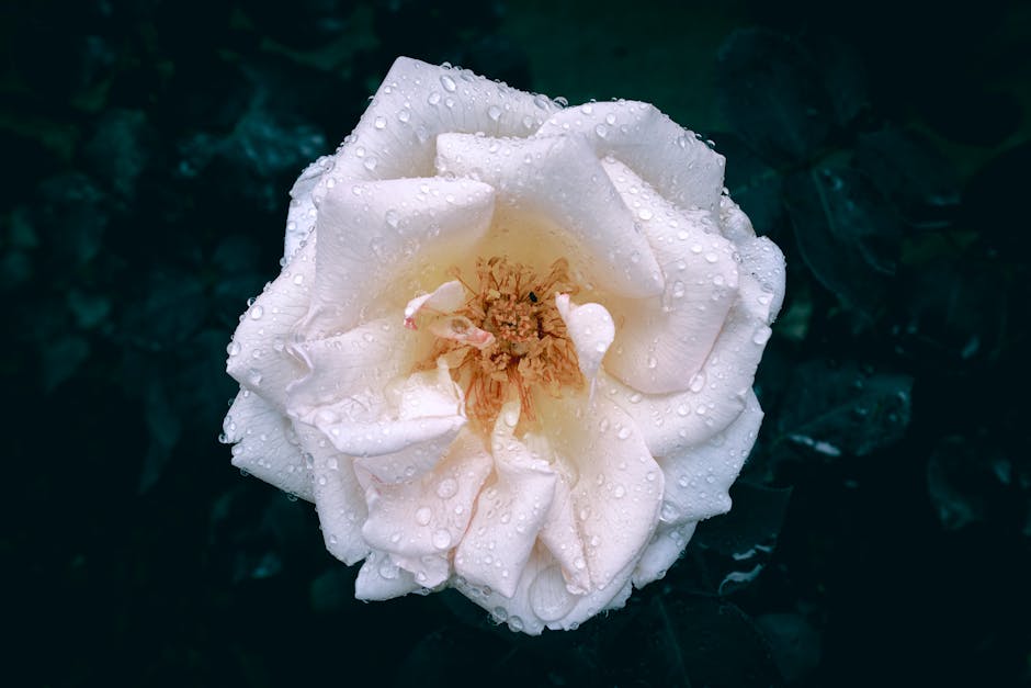 A detailed photograph of a white rose covered in dew drops, set against a dark background.