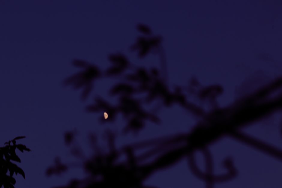 A serene night sky with a crescent moon and silhouetted tree branches.
