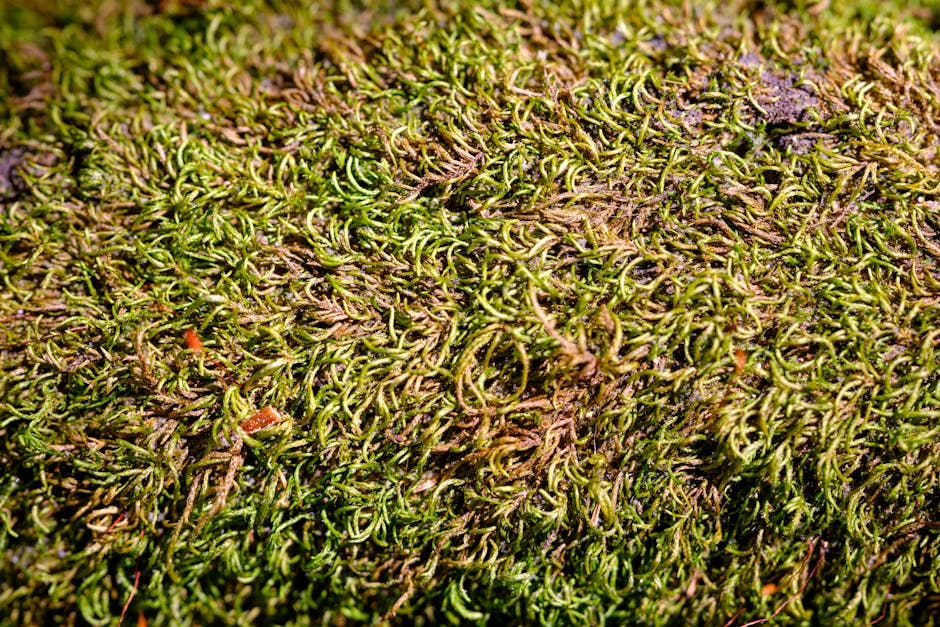 Detailed macro shot of vibrant green moss texture in a natural setting, highlighting organic patterns.