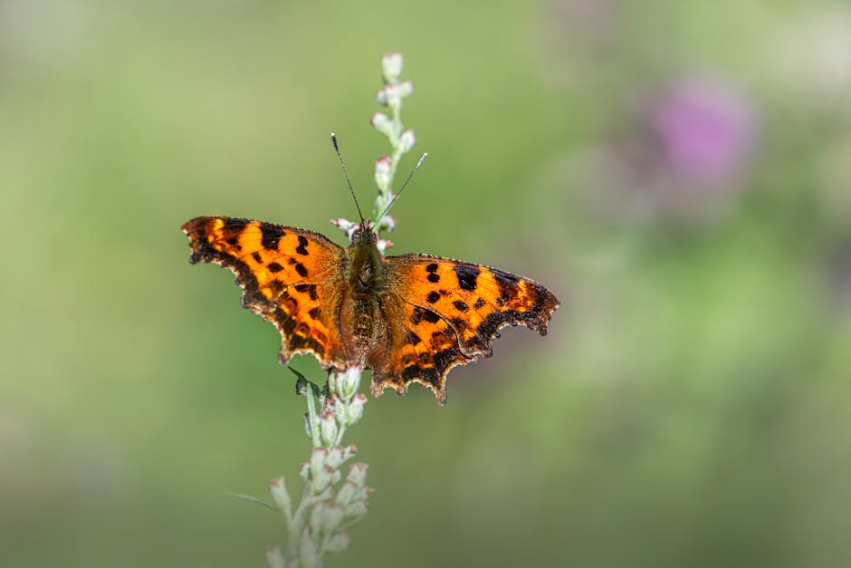 Close-up of an orange butterfly on a flower in a green garden setting.