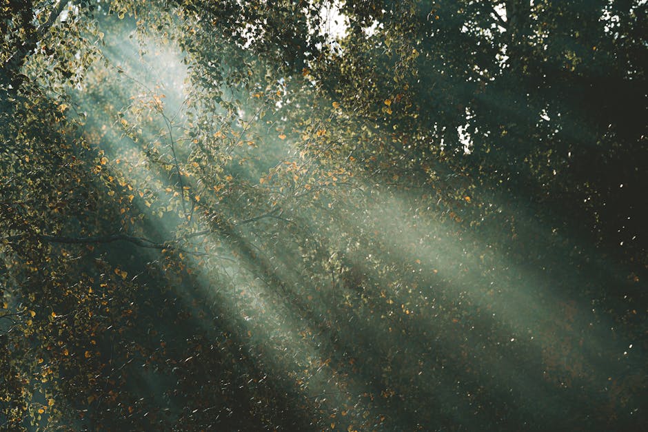 Sunbeams stream through a lush forest canopy, creating a serene and tranquil atmosphere.
